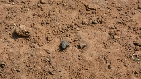 Close-up of a dung beetle on red ground in the forest Stock Footage 103476508