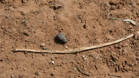 Close-up of a dung beetle on red ground in the forest 스톡 동영상 103476619