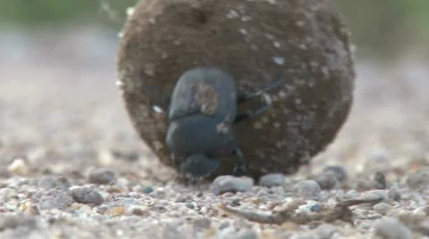 Close up of dung beetle relocating his dung house Stock Footage 11150892