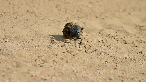 Close-up of dung beetle rolling ball of dung across sandy ground Stock Footage 341356921