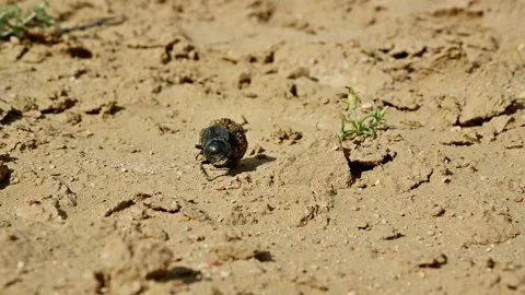 Close-up of dung beetle rolling ball of dung across sandy terrain Stock Footage 341357039