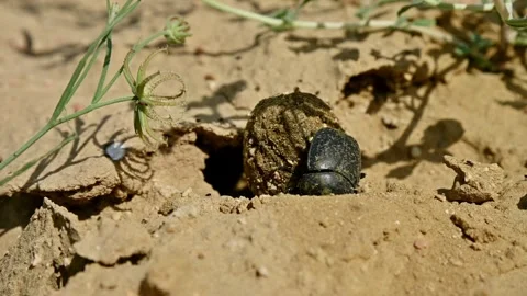 Close-up of dung beetle rolling ball of dung in sandy environment Stock Footage 341357587