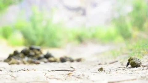 Close up of a dung beetle rolling dung Stock Footage 141761507