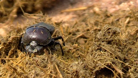 Close-up of dung beetles collecting elephant dung in South Africa Stock Footage 122061263
