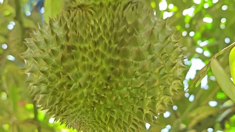 Close up of durian fruit hanging on the tree. Stock Footage 340714445