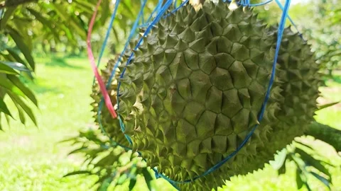 Close up of durian fruit hanging on the tree with plastic rope support. Stock Footage 340715685