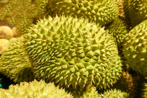 Close-up durian Stock Photos