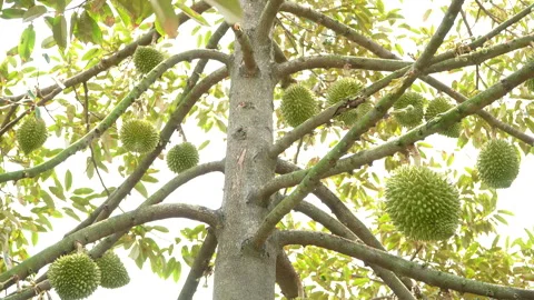 Close Up Durian Tree Trunk Heavily Laden With Young Fruits 스톡 동영상 333838396
