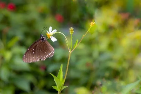 Close up Dusky Large Blue or Phengaris nausithous butterfly on  white daisy a Photos