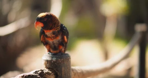 Close up of Dusky lory parrot sitting on a wooden column. BMPCC 4K Stock Footage 125581517