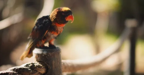 Close up of Dusky lory parrot sitting on a wooden column. BMPCC 4K Stock Footage 125581538
