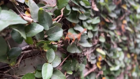Close-up of dusty leaves on a wall Stock Footage 312095222
