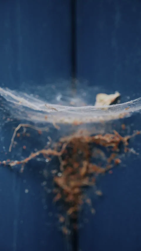 Close up of a dusty spider web and debris on a blue metal or painted surface Stock Footage 339736199
