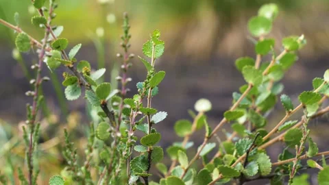 Close up of the dwarf birch. Stock Footage 288120855
