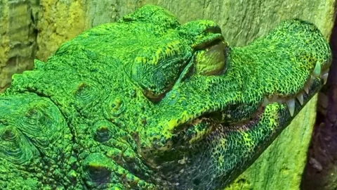 Close up of dwarf crocodile head with its eyes closed Stock Footage 333841477