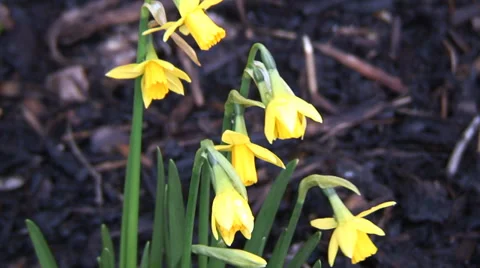 Close up dwarf daffodils in flower bed-03 Stock Footage 35596643