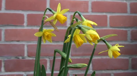Close up dwarf daffodils in flower bed-06 Stock-Footage 35596661