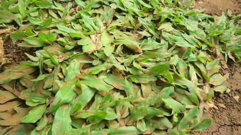 Close up of dwarf elephant grass forming dense ground cover on soil, showin.. Fotos de archivo