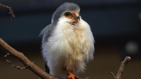 Close up of a dwarf falcon Stock Footage 265812416