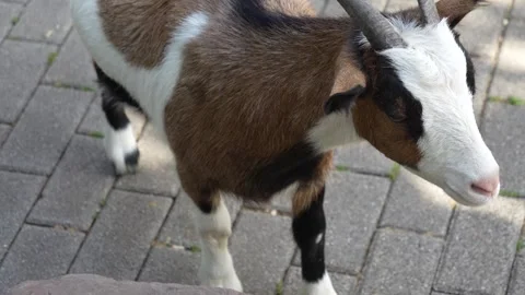 Close up of dwarf goat Stock Footage 252092952