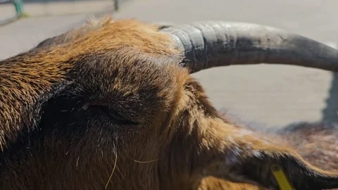 Close up of a dwarf goat Stock Footage 266751844