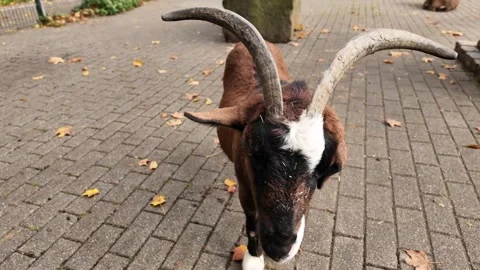 Close up of dwarf goat Stock Footage 288829222