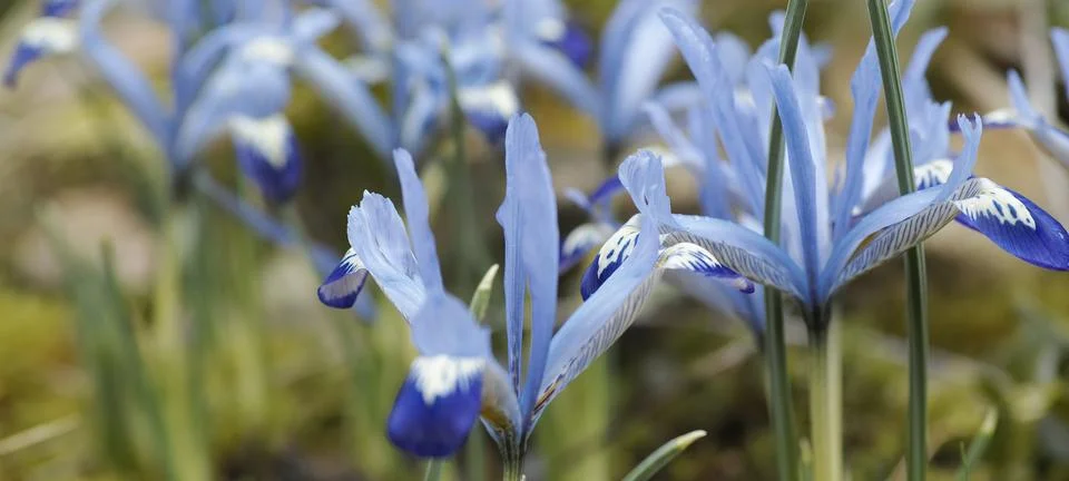 Close up of dwarf irises Stock Photos