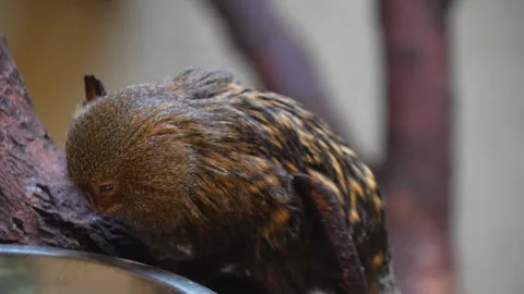 Close up of dwarf marmoset Stock Footage 271509089