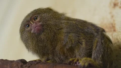 Close up of dwarf marmoset monkey Stock Footage 263568415