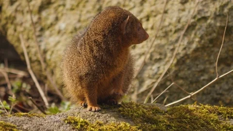 Close up of a dwarf mongoose Stock Footage 238929273