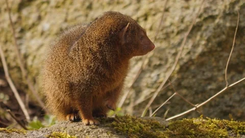 Close up of a dwarf mongoose  Stock Footage 238950071