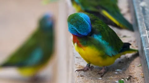 Close up of a dwarf parrot Stock Footage 265802587