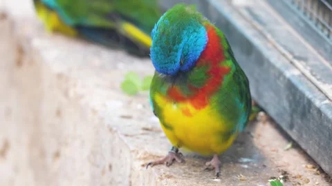 Close up of a dwarf parrot Stock Footage 265818828