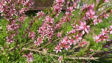 Close up of dwarf Russian almond branches with vibrant pink flowers blooming Stock-Footage 346163897