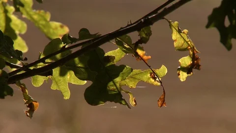 Close-up of dying leaves Video stock 87115828