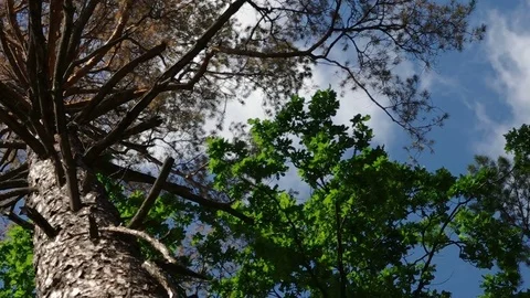 Close-up on a dying pine and alive oak with dynamic light Video stock 77101783