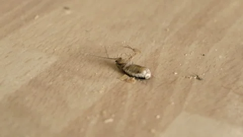 A close-up of a dying poisoned cockroach convulsing on a table Stockbeeldmateriaal 344267661