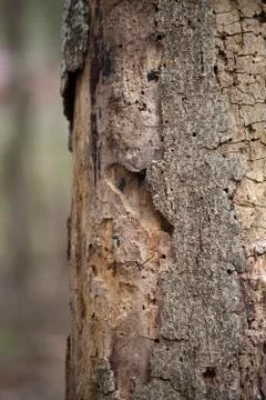 Close up of a Dying Tree Stock Photos