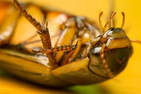 Close-up of dytiscus marginalis Stock Photos
