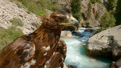 Close up of eagle against the backdrop of a mountain river Stock Footage 253215318