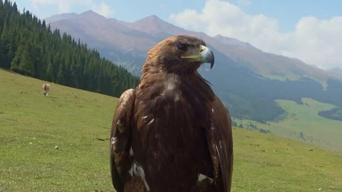 Close up of eagle on the background of mountains in Kyrgyzstan Stock Footage 253251230