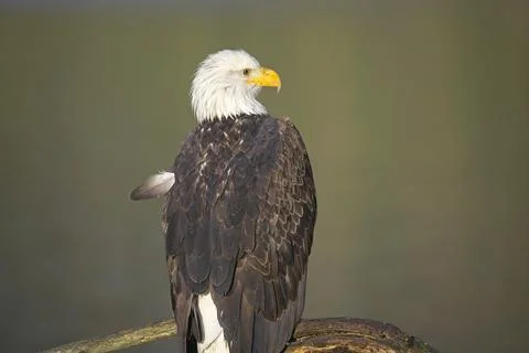 Close up of eagle on a branch. Stock Photos