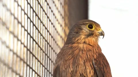 Close Up of An Eagle in a cage during golden hour with flat lighting Stock Footage 327417365