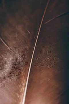 Close up of eagle feather Stock Photos