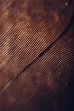 Close up of eagle feather Stock Photos