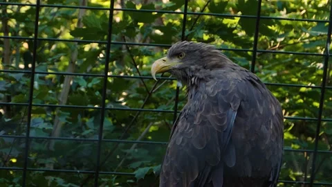 Close up of eagle  Stock Footage 135922916