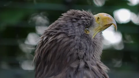 Close up of eagle Stock Footage 217396564