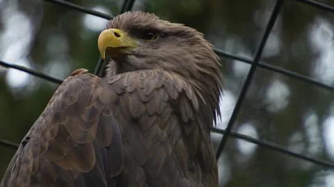 Close up of an eagle head Stock Footage 258845160