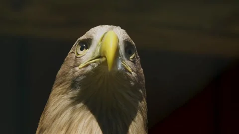 Close up of an eagle head Stock Footage 274237374