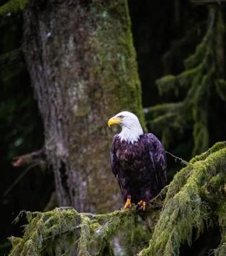 Close-up of eagle with head turned to the side, in mossy tree Stock Photos